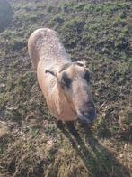 Black belly ooi ruischaap eventueel met ooilam mak schapen, Dieren en Toebehoren, Schapen, Geiten en Varkens, Vrouwelijk, Schaap