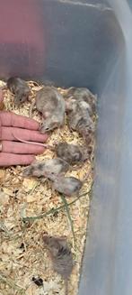 Jonge kleurmuisjes, Dieren en Toebehoren, Knaagdieren, Meerdere dieren, Muis, Na 1 juli 2024