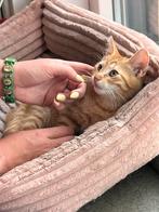 Kitten, Kater, Ontwormd