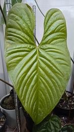 Anthurium noid x crystallinum zaailing, Huis en Inrichting, Kamerplanten, Overige soorten, Minder dan 100 cm, Ophalen of Verzenden