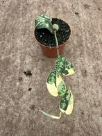 Scindapsus Mayari  Variegata, Huis en Inrichting, Kamerplanten, Ophalen of Verzenden, Overige soorten, Minder dan 100 cm