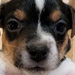 Jack Russell puppies. 1 reutjes en 1 teefje over, Dieren en Toebehoren, Jack Russell Terriër, 8 tot 15 weken, Parvo, Meerdere