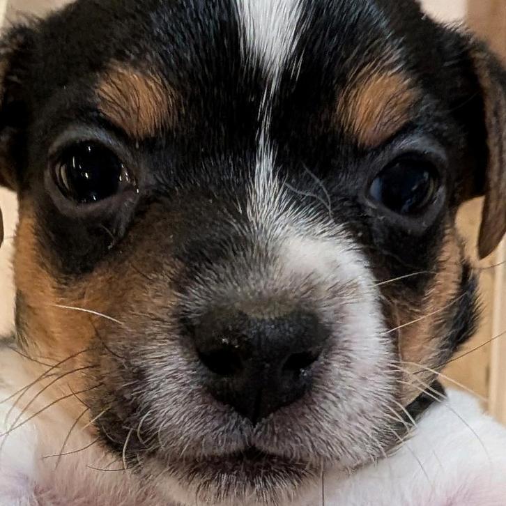 Jack Russell puppies. 1 reutjes en 1 teefje over, Dieren en Toebehoren, Honden | Jack Russells en Terriërs, Meerdere dieren, Jack Russell Terriër