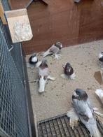 hollandse kroppers 4 koppels 50 euro, Dieren en Toebehoren, Meerdere dieren, Kropper