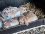 Prachtige jonge Nederlandse hangoordwerg konijntjes, Dieren en Toebehoren, Konijnen, Meerdere dieren, Dwerg, Hangoor, 0 tot 2 jaar