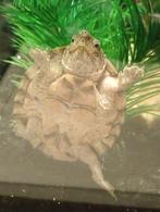 Muskus schildpad, Dieren en Toebehoren, Reptielen en Amfibieën, Schildpad, 3 tot 6 jaar