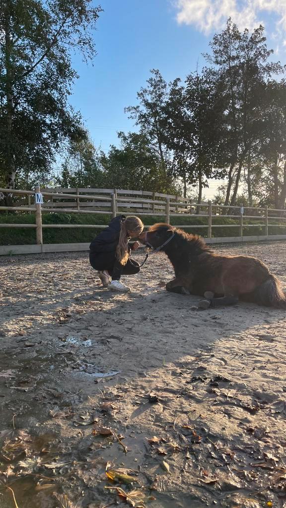 Verzorger gezocht, Dieren en Toebehoren, Paarden en Pony's | Verzorgingsproducten, Ophalen