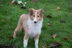 Schotse collie pups lassie pup, Rabiës (hondsdolheid), 15 weken tot 1 jaar, Buitenland, Collie