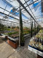Cypres Sempervirens - Zuilvormige Schoonheid €129,95, Bloeit niet, Ophalen of Verzenden, 100 tot 250 cm, Zuilboom