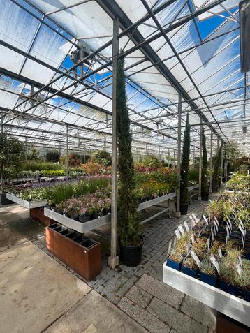Cypres Sempervirens - Zuilvormige Schoonheid €129,95 beschikbaar voor biedingen