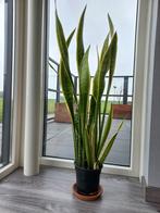 Sansevieria, Huis en Inrichting, Kamerplanten, Overige soorten, Minder dan 100 cm, Groene kamerplant, Halfschaduw