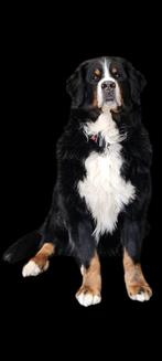 Gezocht dekreu, graag in de buurt, Berner sennenhond, Dieren en Toebehoren, Honden | Bulldogs, Pinschers en Molossers, Rabiës (hondsdolheid)