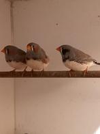 zebravink mannen en pop, Dieren en Toebehoren, Vogels | Overige Vogels, Meerdere dieren, Tropenvogel