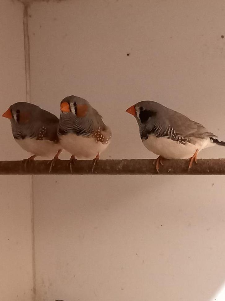 zebravink mannen en pop, Dieren en Toebehoren, Vogels | Overige Vogels, Tropenvogel, Meerdere dieren