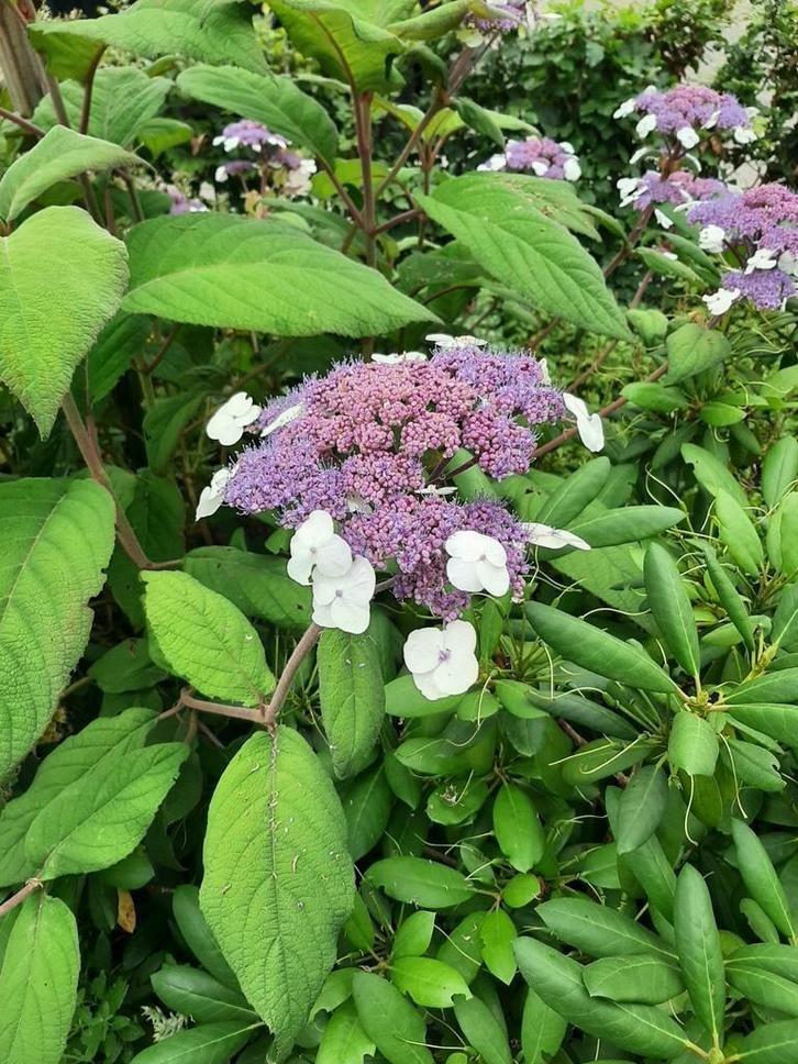 Hydrangea aspera 'Macrophylla' Fluweelhortensia rijkbloeiend, Tuin en Terras, Planten | Struiken en Hagen, Hortensia, Minder dan 100 cm