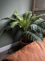 Kunstpalm in Pot - Tropische Sfeer, Huis en Inrichting, Kamerplanten, Ophalen, Palm, Halfschaduw, In pot