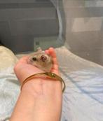 Chinese dwerghamster, Dieren en Toebehoren, Knaagdieren, Hamster, Mannelijk, Tam, Oktober
