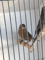 Koppel mexicaanse roodmussen, Dieren en Toebehoren, Vogels | Overige Vogels, Meerdere dieren