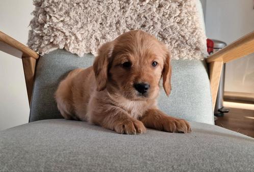 Prachtige medium abricot labradoodles puppies te koop, Dieren en Toebehoren, Honden | Retrievers, Spaniëls en Waterhonden, Meerdere dieren