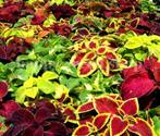 Siernetel of Coleus  zaden ( 700 stuks), Tuin en Terras, Halfschaduw, Ophalen of Verzenden, Voorjaar, Zaad