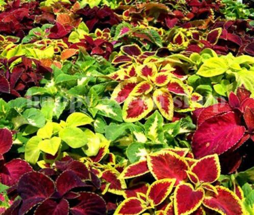 Siernetel of Coleus  zaden ( 700 stuks), Tuin en Terras, Bloembollen en Zaden, Zaad, Voorjaar, Halfschaduw, Ophalen of Verzenden