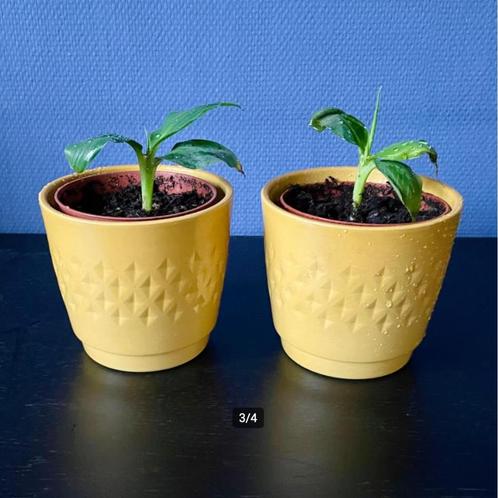 Musa Dwarf Cavendish | Bananenplant, Huis en Inrichting, Kamerplanten, Overige soorten, Minder dan 100 cm, Groene kamerplant, Volle zon