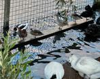 siereenden, eenden, watervogels, Meerdere dieren, Eend