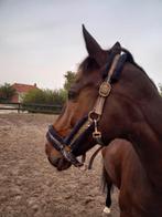 Lieve 13 jarige ruin te koop., Ruin, Recreatiepaard