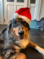 Australian shepherd X golden retriever pup, Reu, 8 tot 15 weken, Eén hond, Nederland