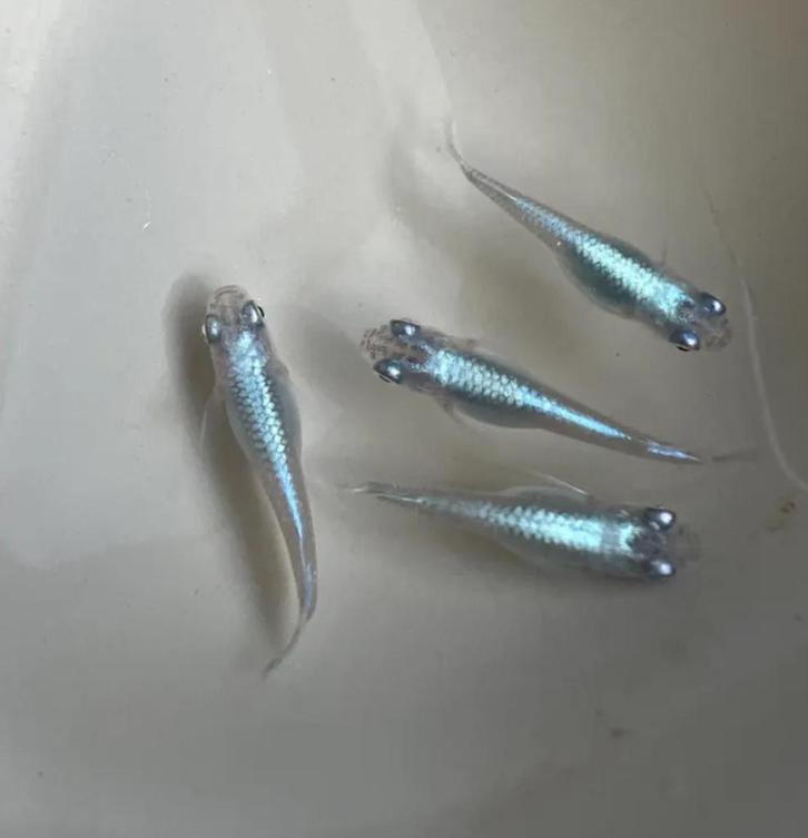 Medaka Miyuki Blue - Japanse Rijstvis eitjes te koop, Dieren en Toebehoren, Vissen | Aquariumvissen, Vis