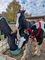 Fijne plek op privestal, grote paddock 24/7 buiten, bij bos, Dieren en Toebehoren, Stalling en Weidegang, Weidegang, 2 of 3 paarden of pony's