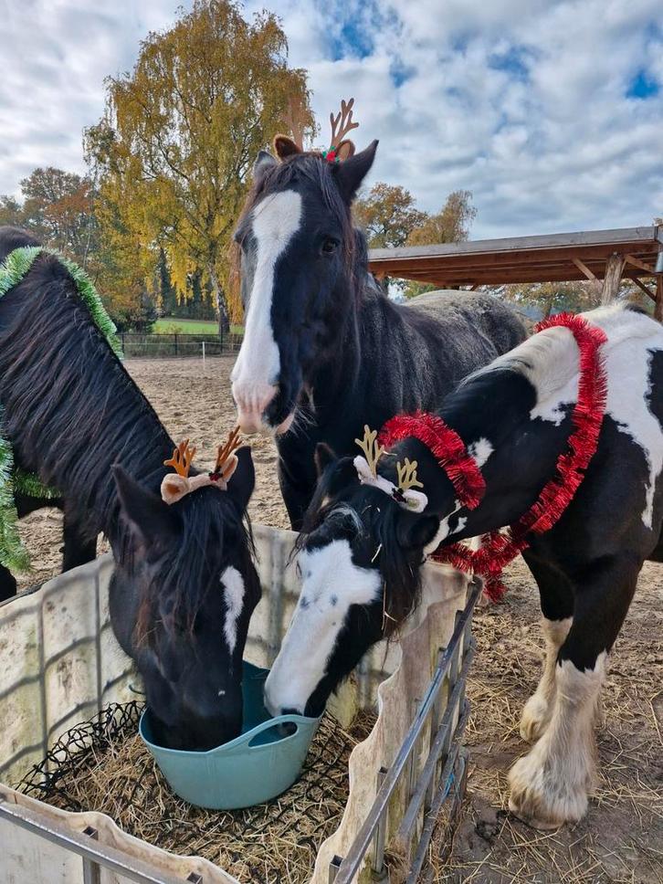 Fijne plek op privestal, grote paddock 24/7 buiten, bij bos, Dieren en Toebehoren, Stalling en Weidegang, Opfok, Stalling, Weidegang