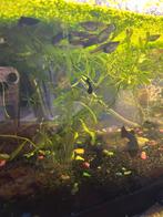 Babby vissen, Dieren en Toebehoren, Vis