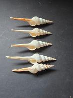 Mooie Fusos Culos schelpen, Ophalen of Verzenden, Schelp(en)