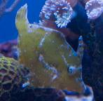 Acreichthys Tomentosus - vijlvis, Dieren en Toebehoren, Vissen | Aquariumvissen, Vis