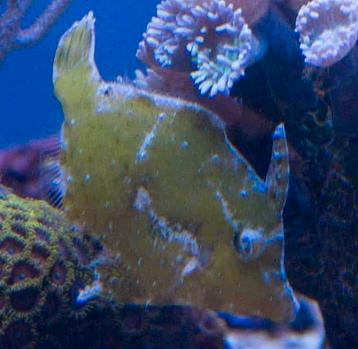 Acreichthys Tomentosus - vijlvis beschikbaar voor biedingen