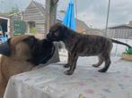 Stoere Boerboel 75 % / Stafford pups, 5 teefjes, Dieren en Toebehoren, Honden | Bulldogs, Pinschers en Molossers, Rabiës (hondsdolheid)