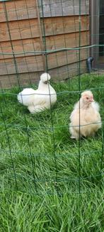 2 tamme witte zijde hoenders te koop, Dieren en Toebehoren, Meerdere dieren