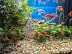 Aquarium vis Platy, Dieren en Toebehoren, Karper of Koi