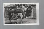 2337 Oude kaart dierentuin Artis kameel met jong, Verzamelen, Ansichtkaarten | Dieren, Gelopen, Overige soorten, Verzenden