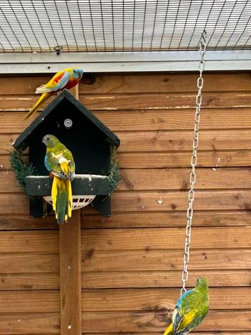 Wegens beëindiging hobby diverse vogels te koop beschikbaar voor biedingen