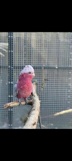 rose kaketoe kweekman, Dieren en Toebehoren, Vogels | Parkieten en Papegaaien, Papegaai