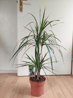 Dracaena Marginata (2-stammig) - Drakenbloedboom H: 85 cm., Huis en Inrichting, Kamerplanten, Ophalen, Overige soorten, Halfschaduw