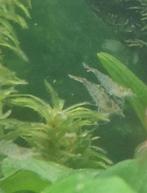 Prachtige Japonica garnalen, Dieren en Toebehoren, Vissen | Aquariumvissen, Kreeft, Krab of Garnaal, Zoetwatervis