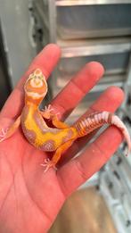 1.0 white and yellow tremper firebold cross luipaardgekko, Dieren en Toebehoren, Reptielen en Amfibieën, Hagedis, 0 tot 2 jaar