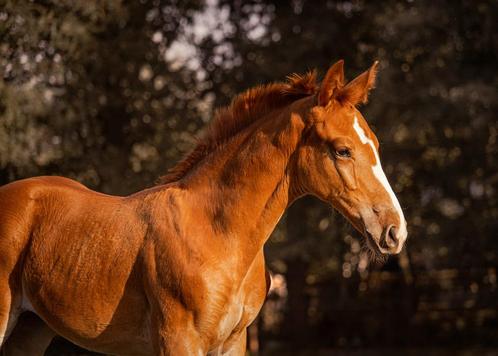 Jaarling Merrie Escanto PS x Charmeur, Dieren en Toebehoren, Paarden, Merrie, Niet van toepassing, 0 tot 2 jaar, Dressuurpaard