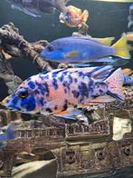 aulonocara red ob enCanary yellow ob Malawi, Vis