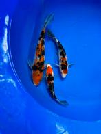 3 japanse koi’s 20/30cm, Dieren en Toebehoren, Vissen | Vijvervissen, Karper of Koi