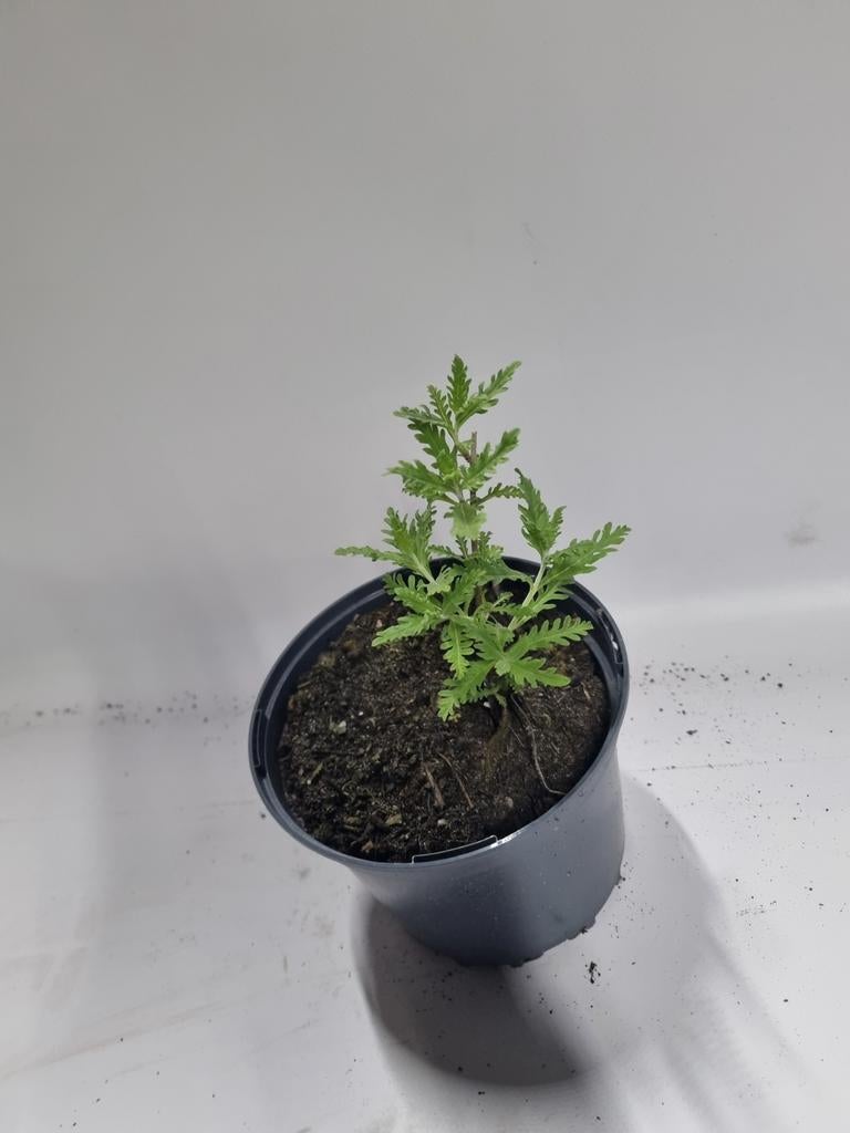 Reuzenlavendel te koop, Ophalen, Overige soorten, Volle zon