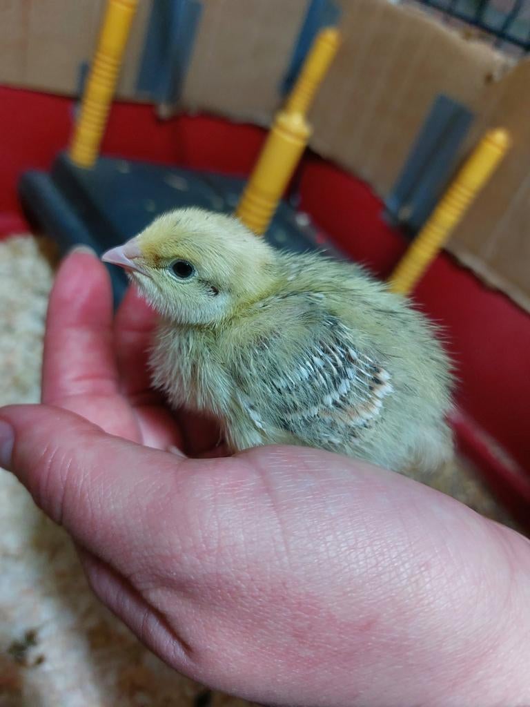 Japanse kwartel kuikens, Dieren en Toebehoren, Pluimvee, Geslacht onbekend, Overige soorten